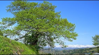 新緑と残雪の北アルプスが美しい信州の里山・4K