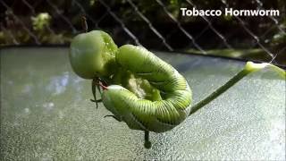 Tobacco Hornworm (Manduca sexta) HD 1080p