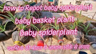 how to repot baby spider plant #babybasket #spiderplantcare #terracegarden