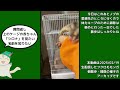 【 おつモモンガ 】【 睡眠用 勉強用 作業用bgm 】ノブ君を里親先まで送りに行くため、体力保持するため緩やかな朝散歩！【2025 02 19】