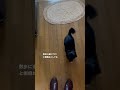 散歩をせがむ犬 ポメチワ ポメラニアン チワワ ミックス犬 ポメチワちゃい