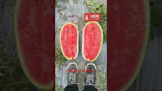 Farm Fresh Ninja Fruit Tik Tok China EP 20