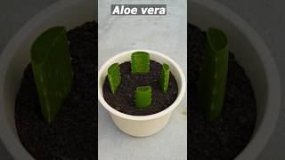 Growing Aloe Vera tree from leaf cuttings #aloe_vera #shorts