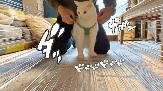 初公開！猫用ハーネス装着シーン。そして荒ぶる女の子！？ゆばちゃん【白猫兄妹】