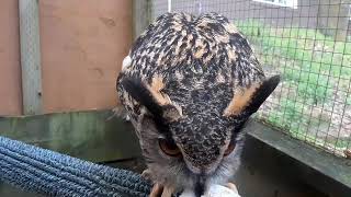 Eurasian Eagle Owl