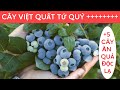 Cây VIỆT QUẤT TỨ QUÝ (Giống Mới Chịu Nhiệt) | Giá Chỉ Từ 200k | Lh 0968750386.