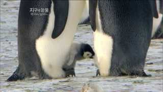 [뽀뽀뽀동물원] 알에서 깨어나는 새끼팽귄 - Baby penguins hatch from their eggs