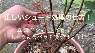 1番花が終わったらシュート処理！