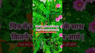 स्वामी समर्थ को पत्तोमें कोण कोण से भगवान दिखाई दिये #bhaktisong #shortfeed #swamisamarth #स्वामी