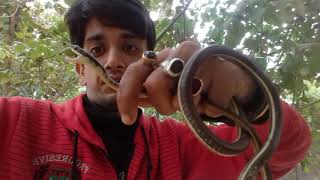 COMMON BRONZEBACK TREE SNAKE (Dendrelaphis tristis) release into nature on 16-12-2018 at 8.03 a.m...