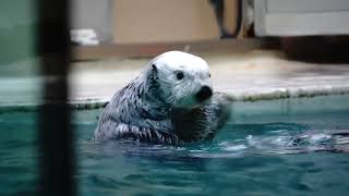 鳥羽水族館 ラッコ メイちゃん「皆さんおやつ…じゃない飼育員さんどこか知らない？」