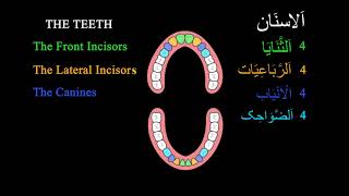 Names of Teeth. Arabic Tajweed