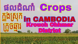 ស្រុកក្រូចឆ្មារ ឃុំរការខ្នុរ Crops   In Cambodia Krouch Chhmar District