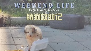 天桥底下的流浪小白狗,洗干净后真是太可爱了,如果是你要领养不?