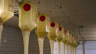 MU Swine Teaching Facility, Breeding and Gestation Room
