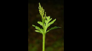 Ferns of North Idaho