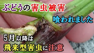 ぶどうの枝に害虫被害が発生　5月以降は飛来型害虫にも注意が必要です