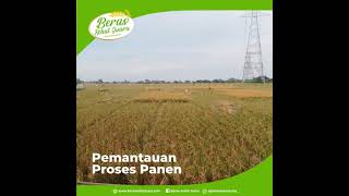 Pemantauan Proses Panen