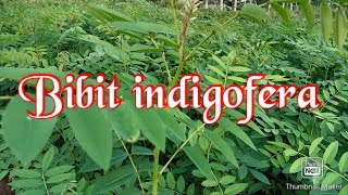 Jual bibit indigofera