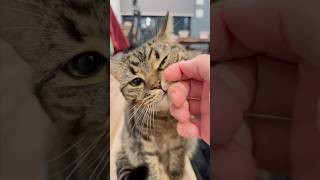 【猫動画】ぷりぷり猫たちがパパをお出迎え!! #shorts #猫 #cat