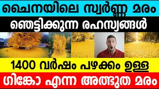 ചൈനയിലെ സ്വർണ്ണ മരം ഞെട്ടിക്കുന്ന രഹസ്യങ്ങൾ|The Mystery behind golden tree in China|#umayappa