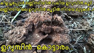 Ants eggs | കിളച്ചപ്പോൾ മണ്ണിനടിയിൽ ഉറുമ്പിൻ കൂട് ..മണ്ണിനടിയിലെ ഉറുമ്പിൻ കൂട്ടിൽ നിറയെ മുട്ടകൾ ..!