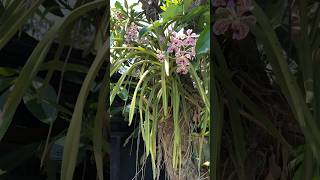 Vanda Tricolor / Suavis, ready plant dewasa | 081336379065