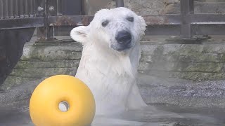 しろくまピースのブイチェックが失敗！！とべ動物園にて