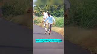 @ಖಿಲ್ಲಾರಿ ಪ್ರೇಮಿ ವಡೇರಹಟ್ಟಿ||harugeri hori#trending #sorts #subscribe #viral #youtube #bull #hori