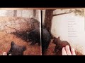 children s book read out loud shh bears sleeping