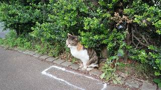 【地域ねこ】三毛猫ちゃんのトイレ砂かけ