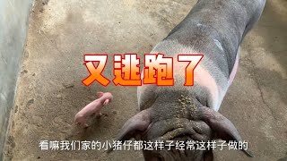 小猪仔刚生出来第一天，就逃跑去投靠别的母猪，可怜巴巴的