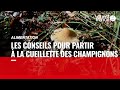 Les bonnes pratiques pour cueillir des champignons cet automne