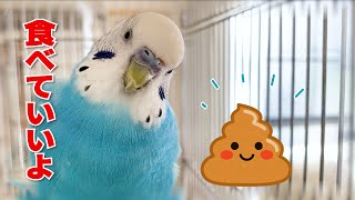 ついに自分のウンチを人にすすめてしまうインコ