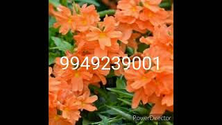 Kanakambara or crossandra flowers seeds is available 9949249001