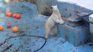 水が抜けたプールを散策中のイッちゃん（Шилка） 2017/03/15　　天王寺動物園のホッキョクグマ