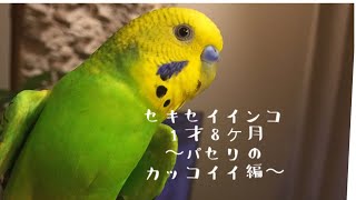 セキセイインコ1才8ヶ月パセリのカッコイイ 編