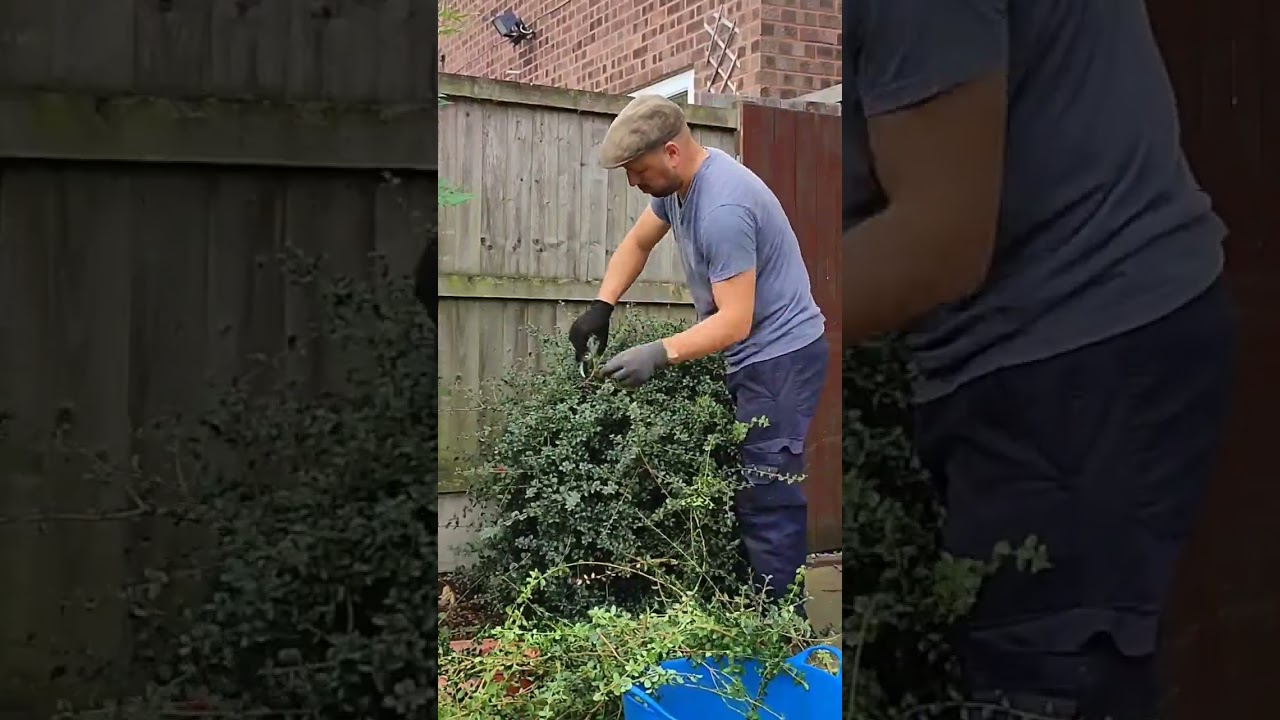 Trimming A Small Bush To Look Natural Youtube