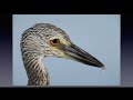 photographing fort desoto s fall wading birds with arthur morris birds as art. part i of iii.