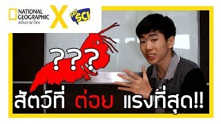 NGT x SaySci Ep.13 “กั้งตั๊กแตน...นักชกแห่งท้องทะเล”