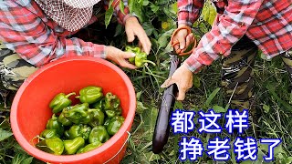 【胖嫂show】胖嫂剪完大茄子，扶起一棵辣椒一看，她直言：都这样，挣老钱了！