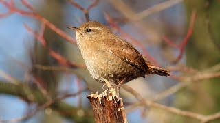 Střízlík obecný, Eurasian wren, Zaunkönig, Winterkoning, Chochín común, Troglodyte mignon,