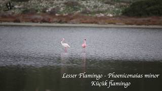 Lesser Flamingo at Sasalı Bird Paradise - Küçük flamingo Sasalı Kuş Cennetinde