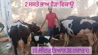 2 ਸਸਤੇ ਭਾਅ ਵੈੜਾ ਵਿਕਾਊ।Cow for sale #kisani kitta #viral #viralvideo