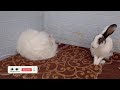 funny dogs and cats videos 2024 😅 best funniest animal videos of the week 489