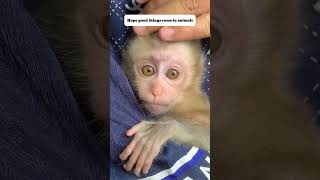 Baby monkey #monkey #pets #rescue #rescueanimals #animals #shortvideo #shorts