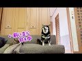 遊ぶ？遊ばない 柴犬兄貴と遊びたいラブラドール