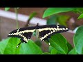 the largest butterfly in north america~giant swallowtail hd 1080p 大黃帶鳳蝶（北美最大的蝴蝶）