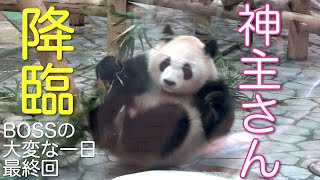 【彩浜🌈お祓いシャッシャッ大暴れ完結編】筋肉増強ナマケモノ伝い🦥トレーニング/やたらとマーキング  BOSSのご無事を祈る会 #ぽめぱん #PandaChannelbypomeranianfilm