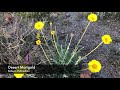 5 common wildflowers of the sonoran desert